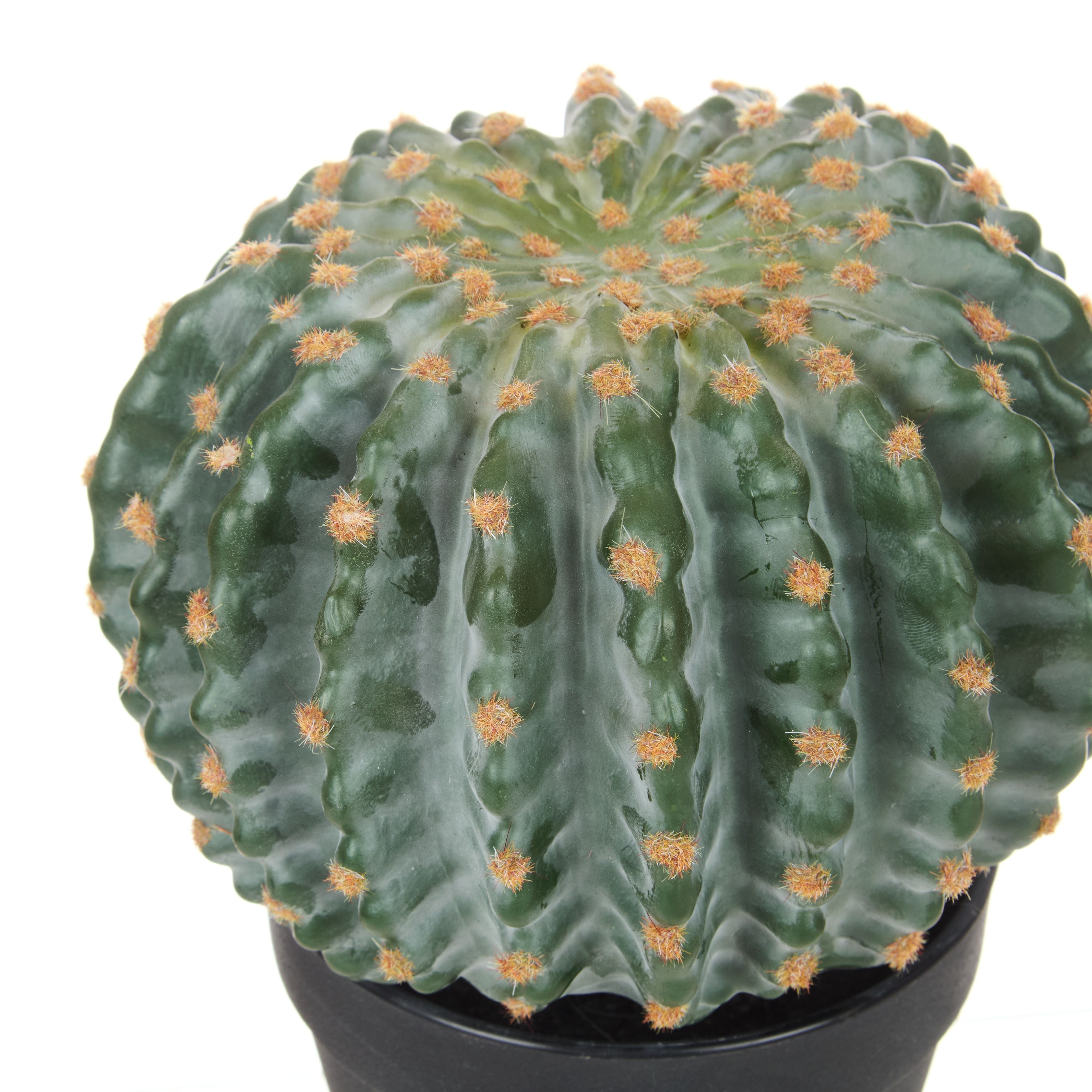 Barrel Cactus Garden Pot 26cm-Decor Items-Rogue Home-The Bay Room