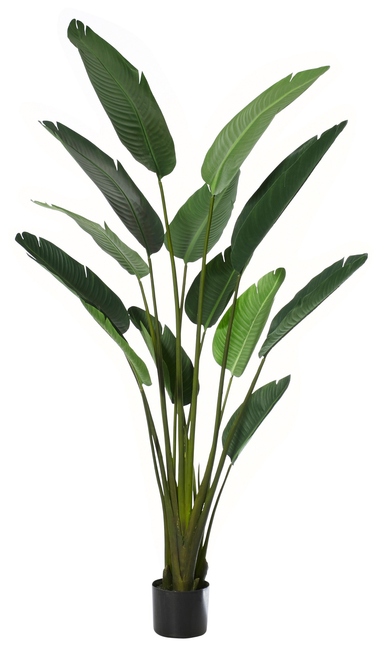 Giant Bird of Paradise Plant 183cm-Decor Items-Rogue Home-The Bay Room