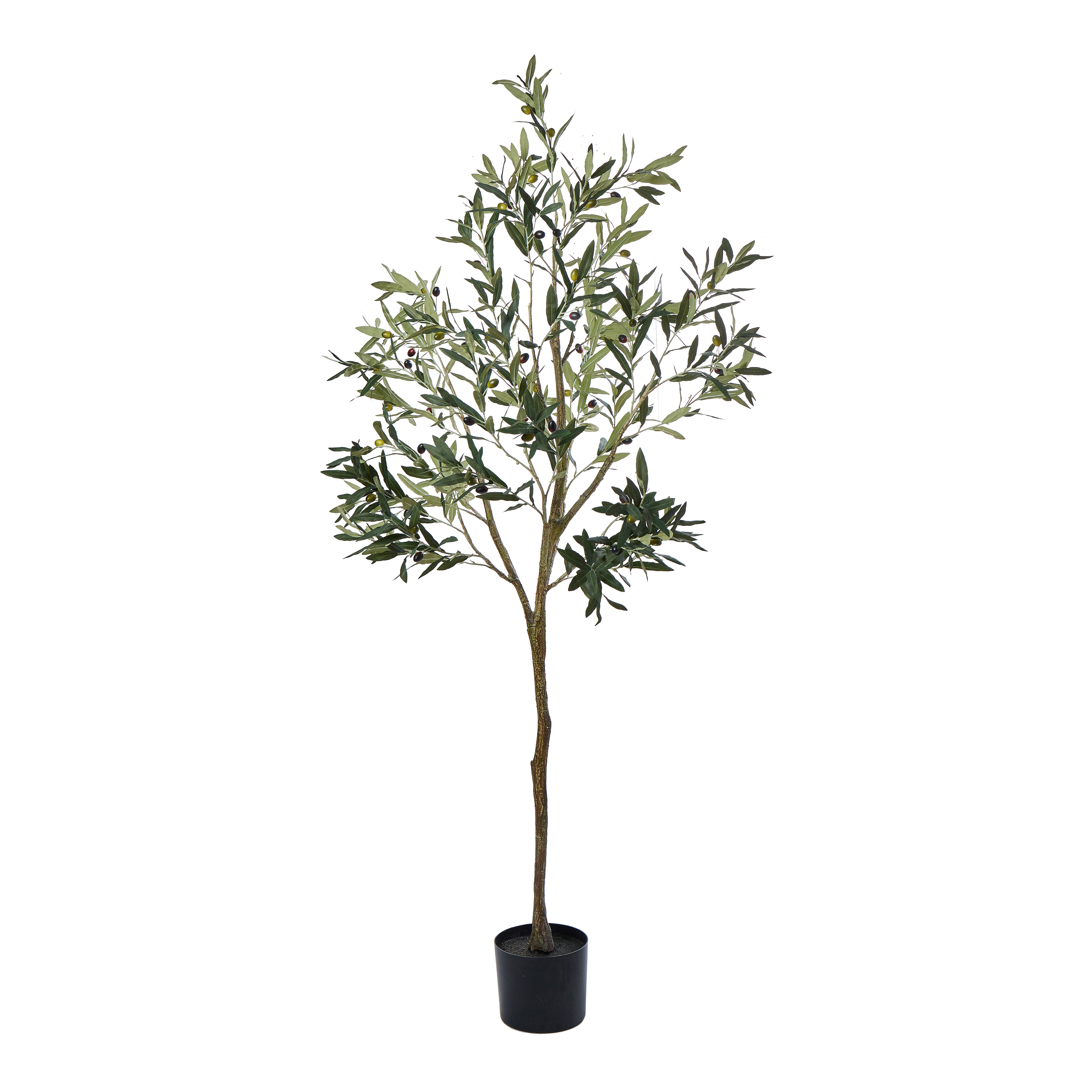 Olive Tree 61x61x183cm-Decor Items-Rogue Home-The Bay Room