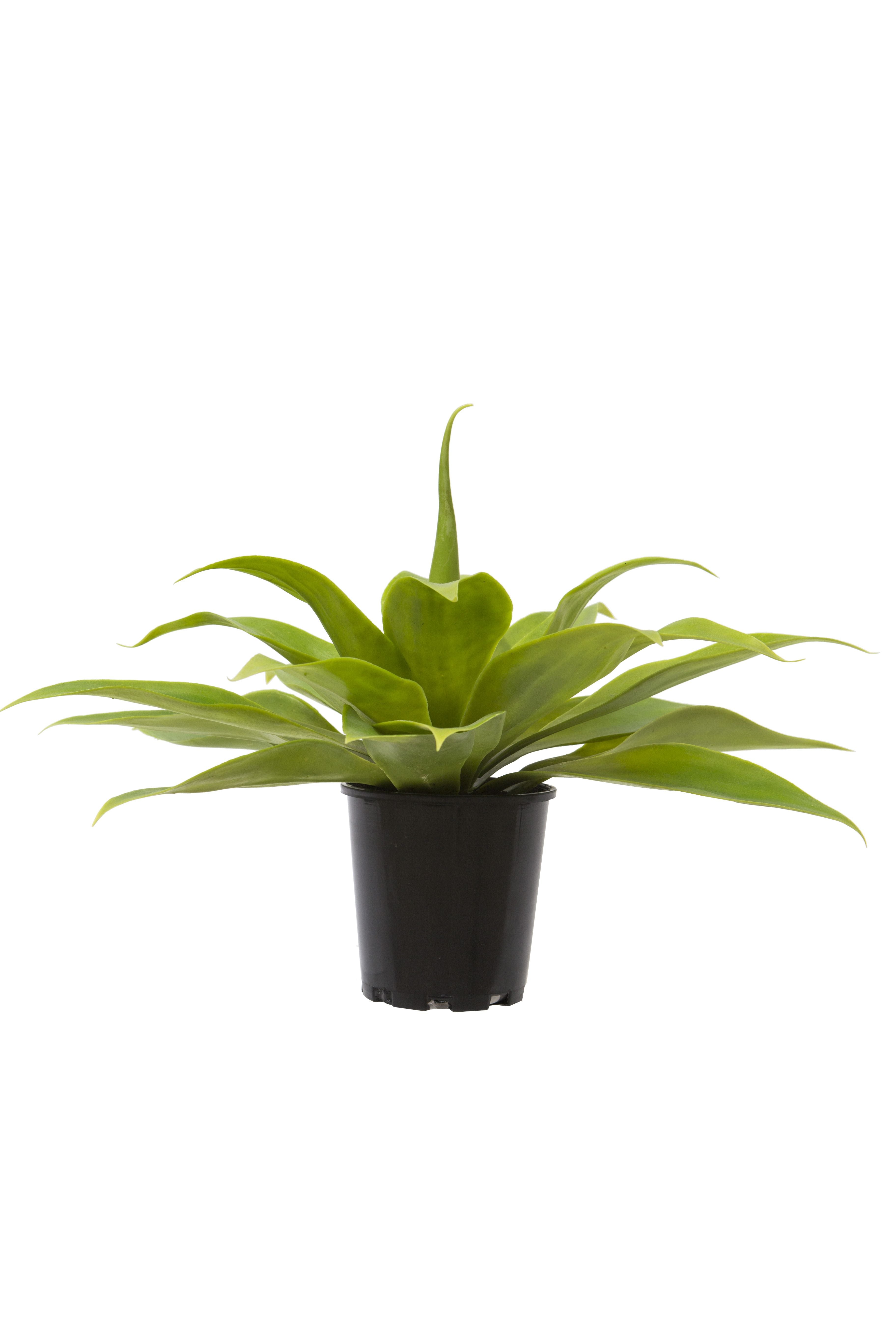 Agave Garden Pot-Decor Items-Rogue Home-The Bay Room